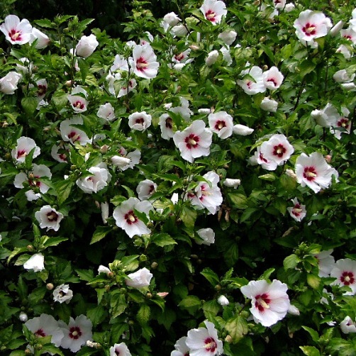 HIBISCUS SYRIACUS 